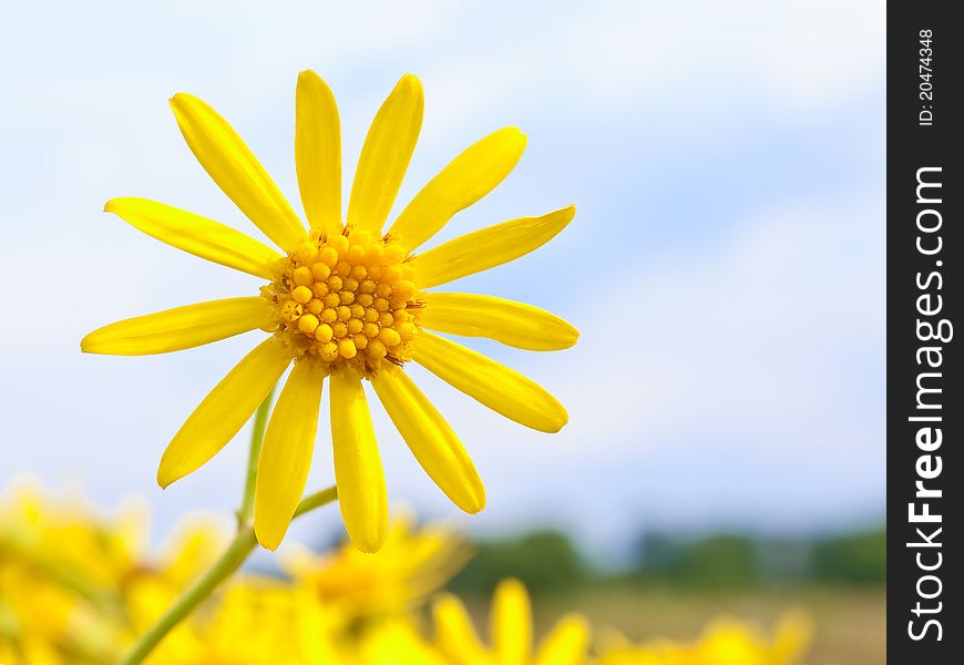Bright yellow floret against the sky. Bright yellow floret against the sky
