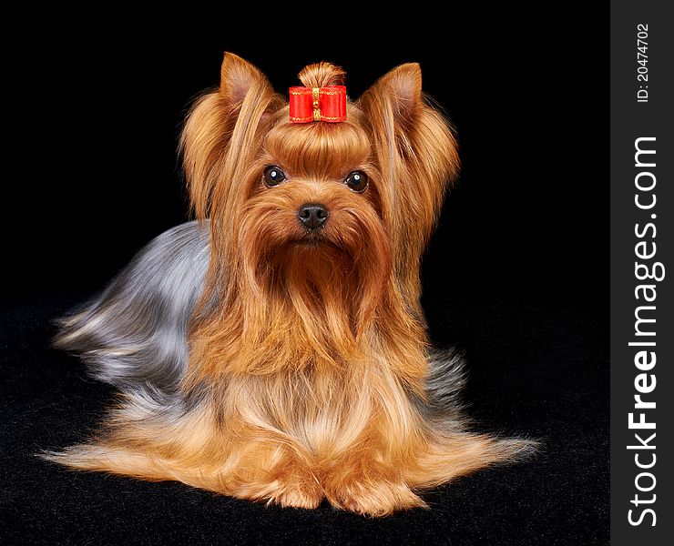 Beautiful Yorkshire Terrier on the black background