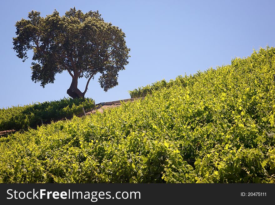 Central Coast, Santa Barbara County, California Vineyard and winery. Central Coast, Santa Barbara County, California Vineyard and winery.