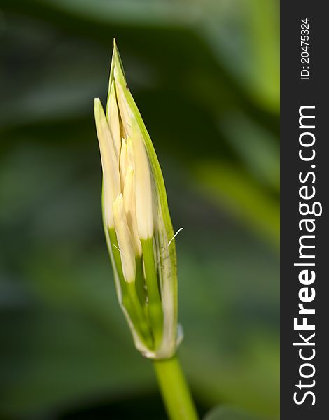 Buds of brassia close up