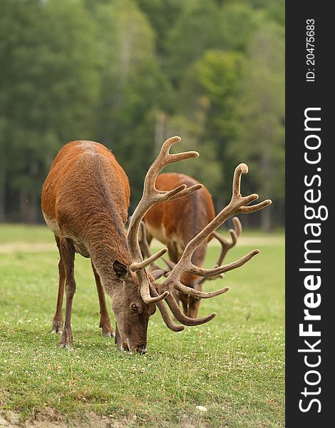 A view of two antlered deers in field