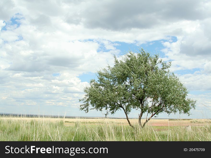 Lonely tree in steppe on background of sky. landscape