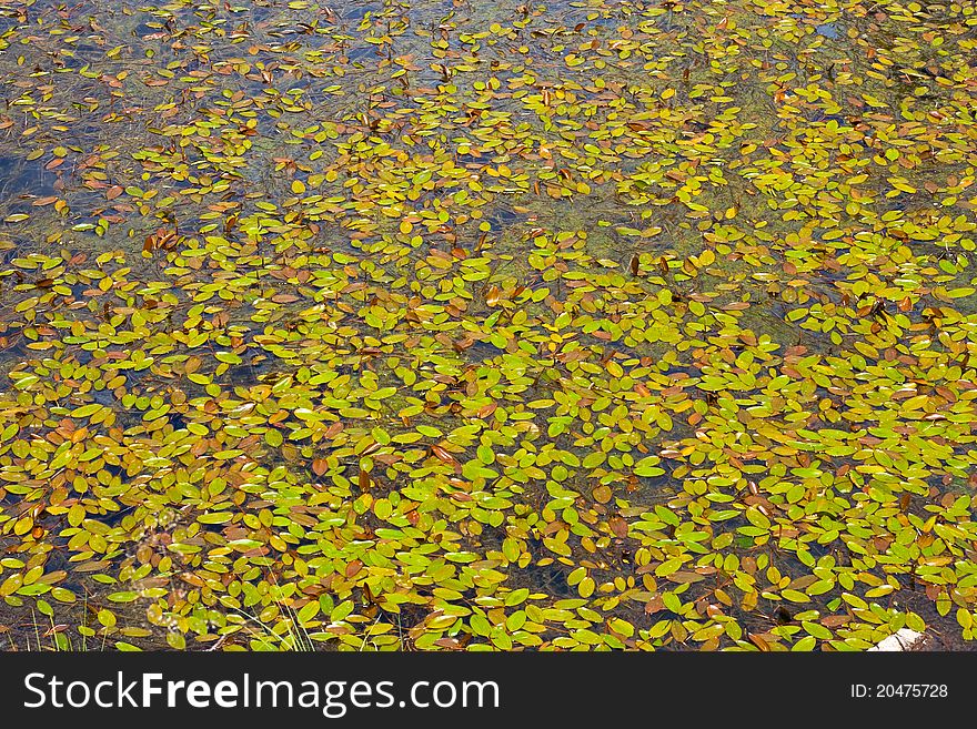 Many leafs texture on water