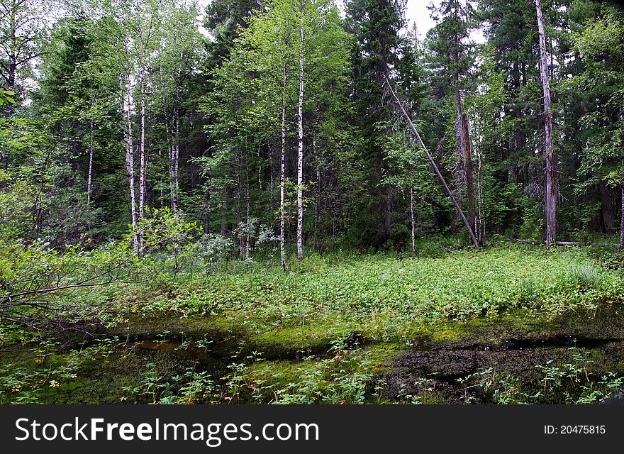 Wild Forest In West Siberia.