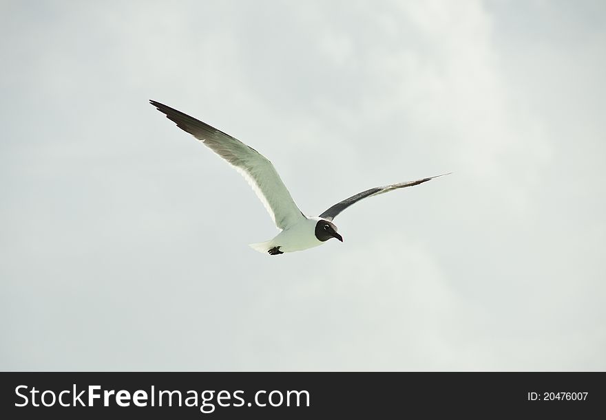 Close up of a flying seagull with spread wings.