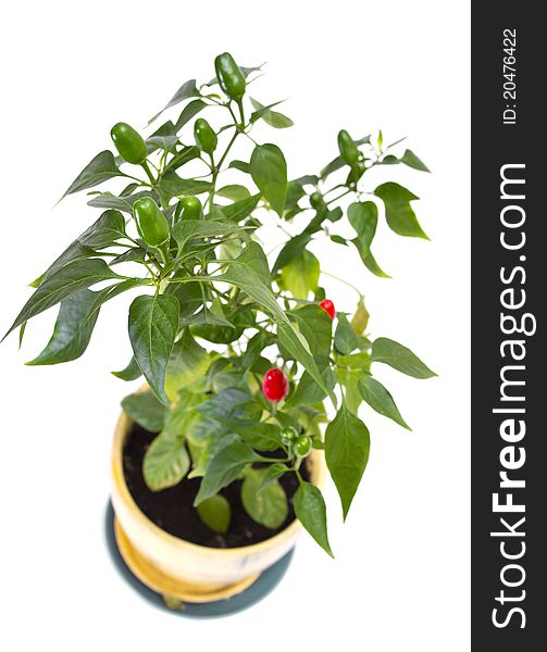 Red Pepper Bunch On White