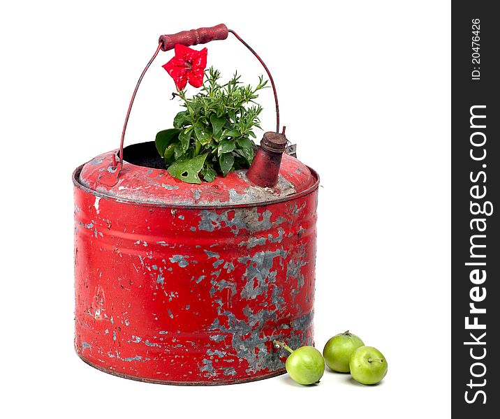 Studio shot of red flower planted in antique gas container on white background. Studio shot of red flower planted in antique gas container on white background.