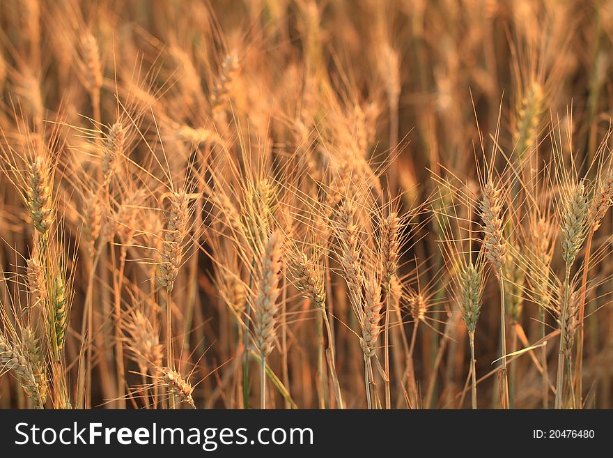 Fields of wheat at the end of summer fully ripe