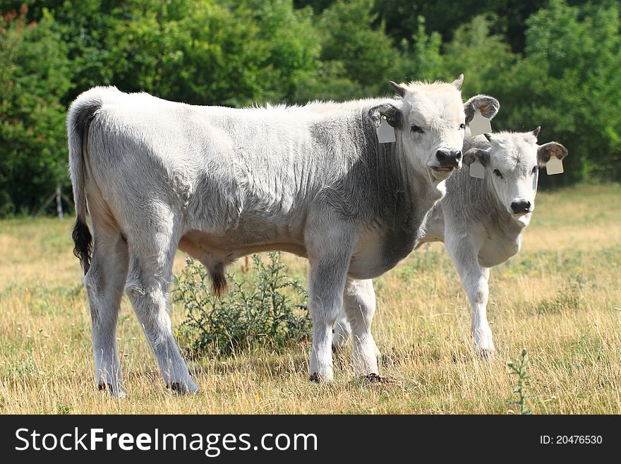 Ruminant Hungarian gray cattle bull on grass. Ruminant Hungarian gray cattle bull on grass