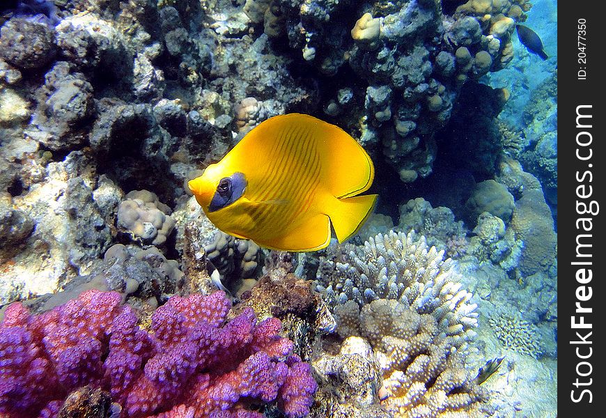 Fine fish (Chaetodon semilarvatus) in Red sea