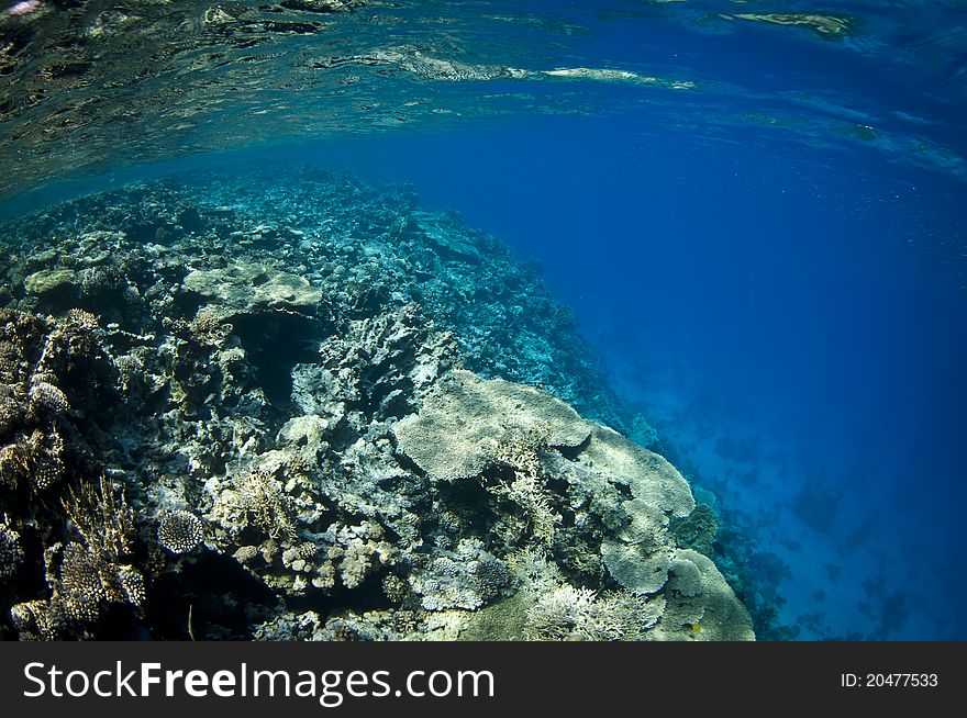 Clear blue water and coral reef underwater. Clear blue water and coral reef underwater