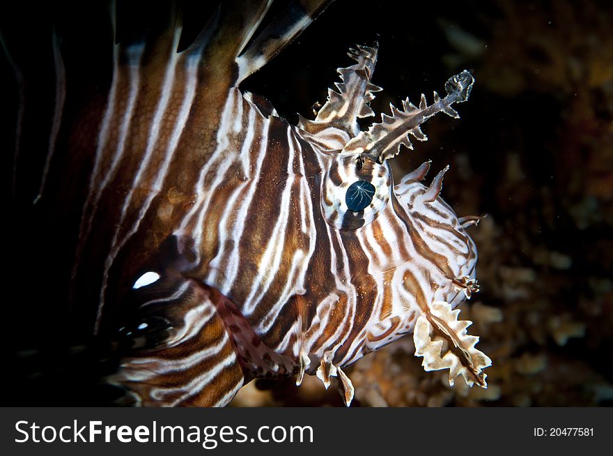 Head of a lion fish