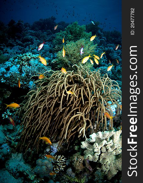 Reef scape with soft coral and tropical fish. Reef scape with soft coral and tropical fish