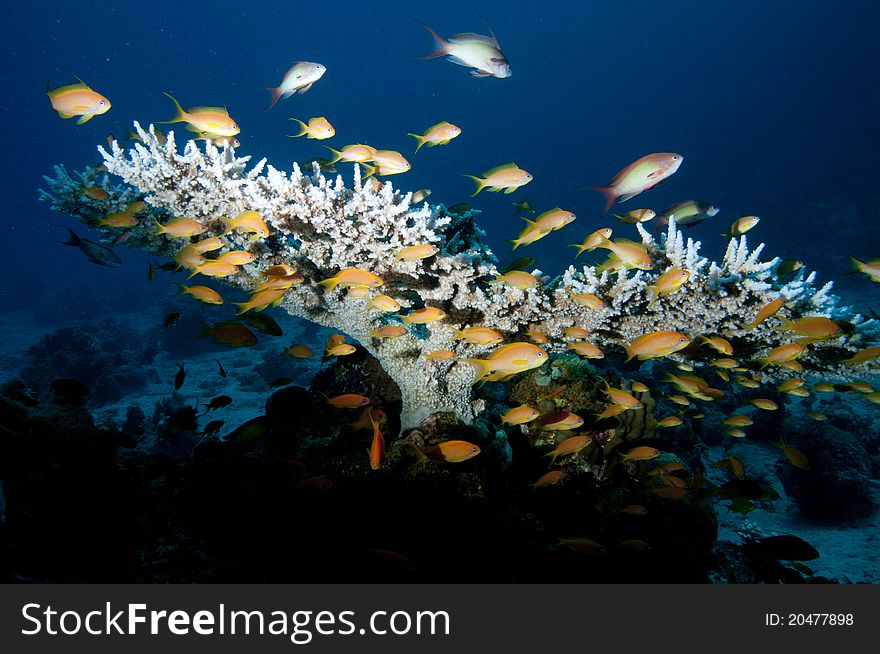 Table Coral And Tropical Reef Fish