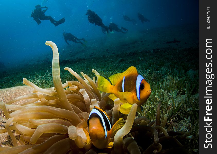 Scuba divers and brightly colored tropical fish. Scuba divers and brightly colored tropical fish