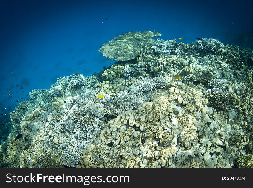 Clear blue water and coral reef underwater. Clear blue water and coral reef underwater