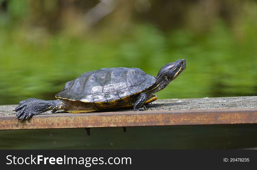 Turtle walking on the water