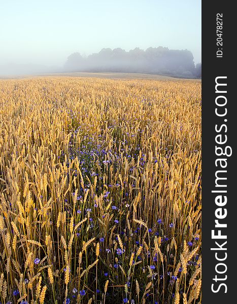 Summer crop field and early morning mist. Summer crop field and early morning mist