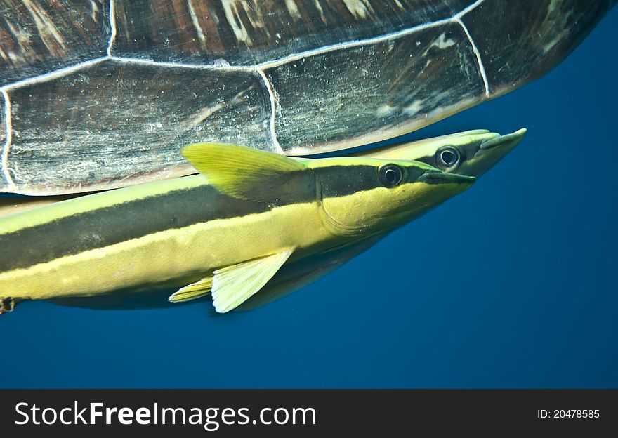 Tropical fish swim with green turtle. Tropical fish swim with green turtle