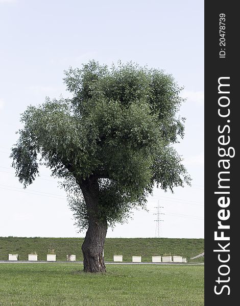 Lonely tree near Jarun lake