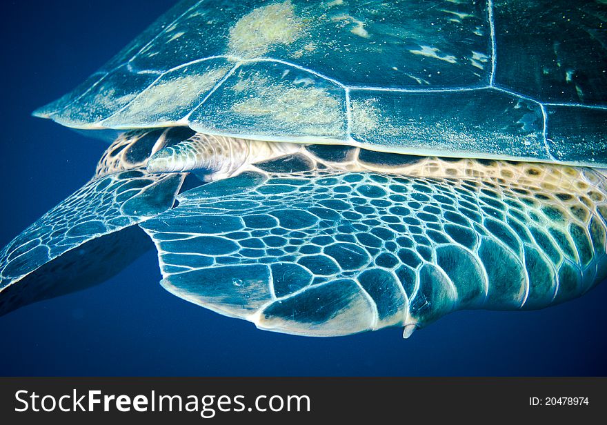 The Tail end of a female Green Sea Turtle