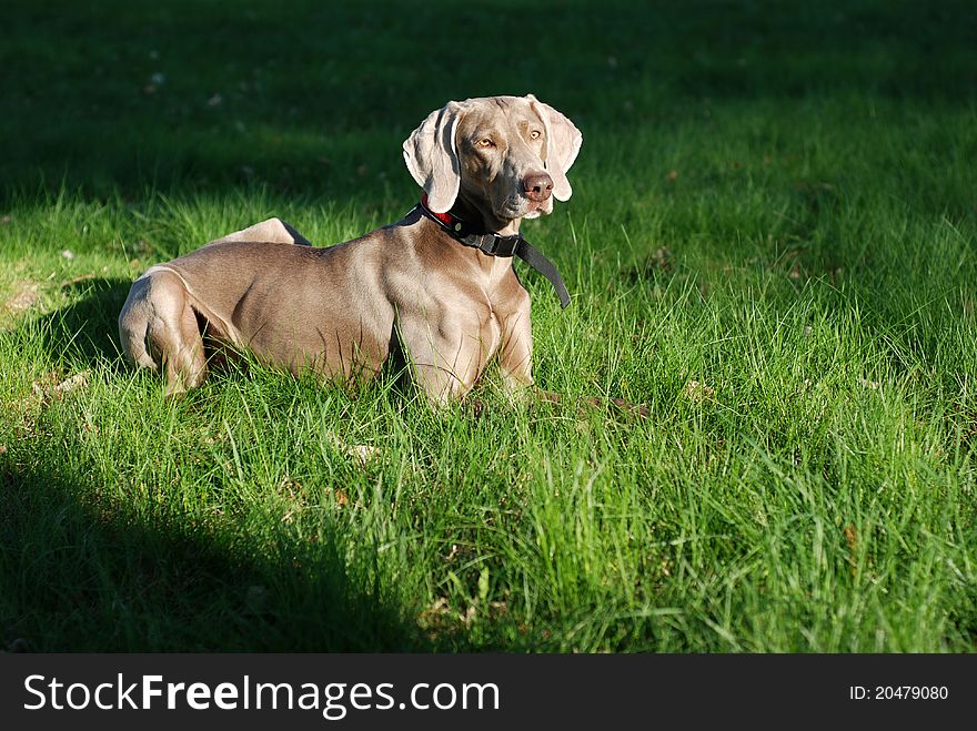 Weimaraner pointer/hound is lying on the grass and looking around. The picture was taken during the sunset,. Weimaraner pointer/hound is lying on the grass and looking around. The picture was taken during the sunset,