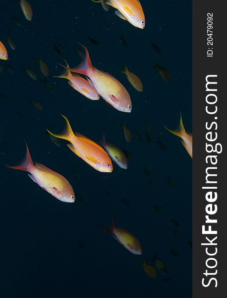 Tropical reef fish swim in the ocean. Tropical reef fish swim in the ocean