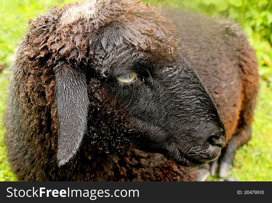 Black Sheep was resting in the hills of Manali, India