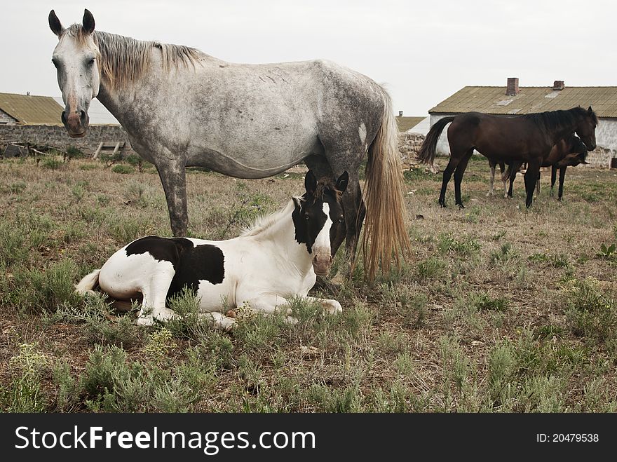 Horses resting at the pasture, mare and a foal. Horses resting at the pasture, mare and a foal