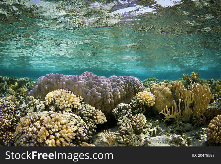 Amazing pristine coral reef in ocean. Amazing pristine coral reef in ocean