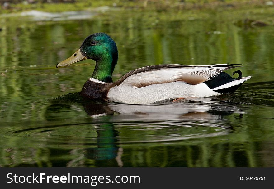Profile of adult male mallard duck with reflection.