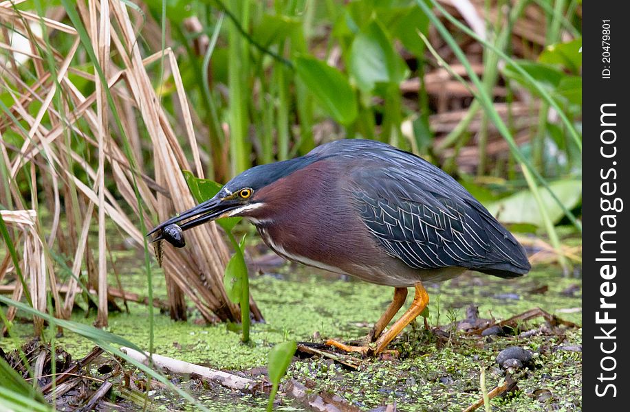 Green Heron Catching Tadpole