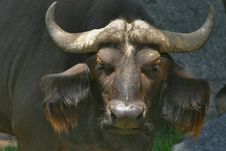 Cape Buffalo Royalty Free Stock Photos Cape Buffalo Royalty Free Stock Photos