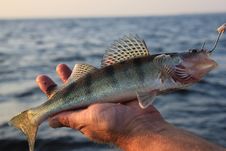 Fish In Hand Fisherman Royalty Free Stock Images Fish In Hand Fisherman Royalty Free Stock Images