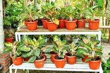 Ornamental Plants Shop Stock Photo Ornamental Plants Shop Stock Photo
