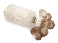 Oyster Mushrooms Stock Images
