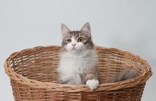 One-eyed Cat In The Basket Isolated Stock Photos One-eyed Cat In The Basket Isolated Stock Photos
