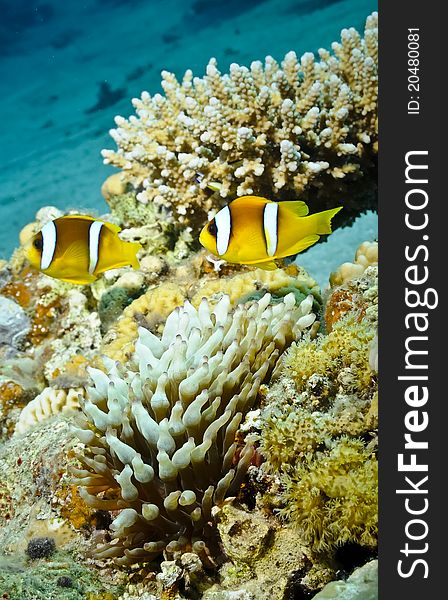 TwoAnemone Fish In Underwater Coral Reef