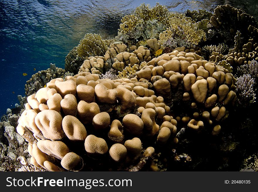 Underwater tropical coral reef