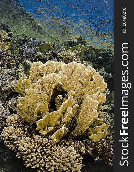 Coral reef formations on pristine coral reef. Coral reef formations on pristine coral reef