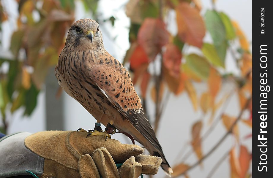 Female Kestrel (Falco tinnunculus) on keepers glove. Female Kestrel (Falco tinnunculus) on keepers glove.