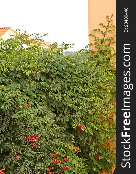 Climbing vine with flowers Campsis