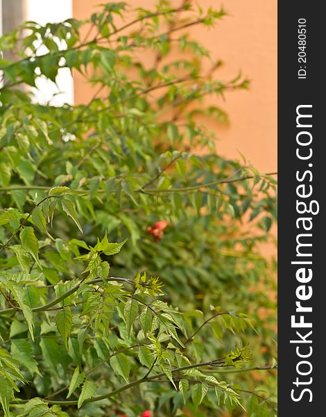 Climbing vine with flowers Campsis