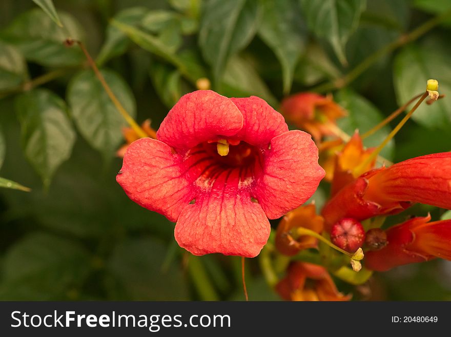 Climbing vine with flowers Campsis