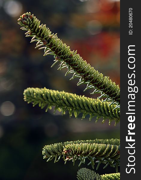 Green coniferous branch close up