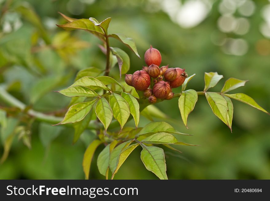 Climbing vine with flowers Campsis