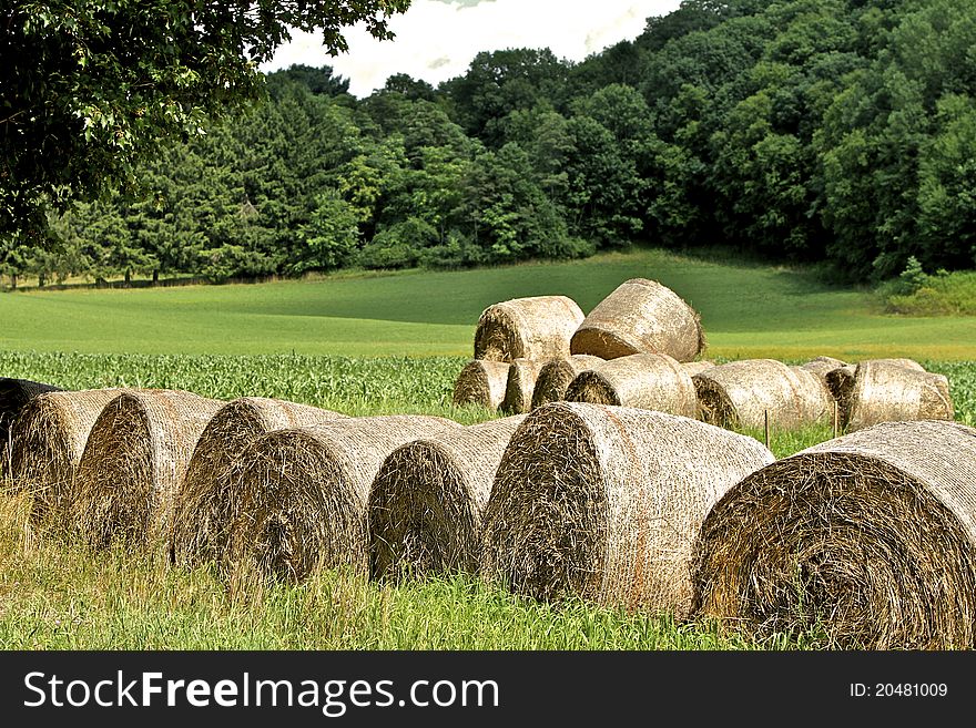 Line and pile of rolls of harvested hay in a farmer's field lined with trees. Line and pile of rolls of harvested hay in a farmer's field lined with trees