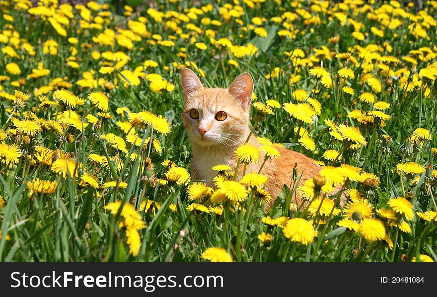 Young ginger cat in dandelions