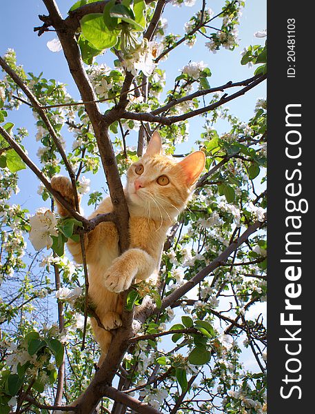 Young ginger cat on blossoming apple tree