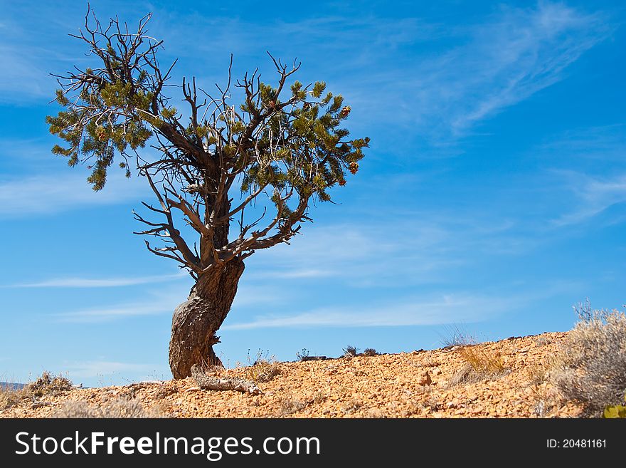 Lonely tree on a mountain top. Lonely tree on a mountain top